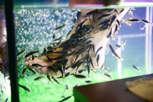 Fishmassage Что подарить подруге