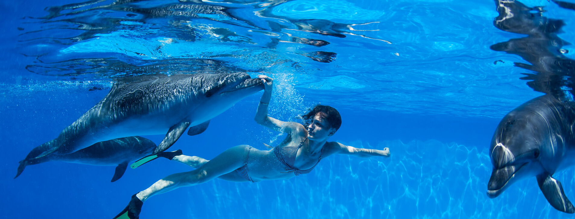 Фото 1 - Плавание с дельфинами для компании