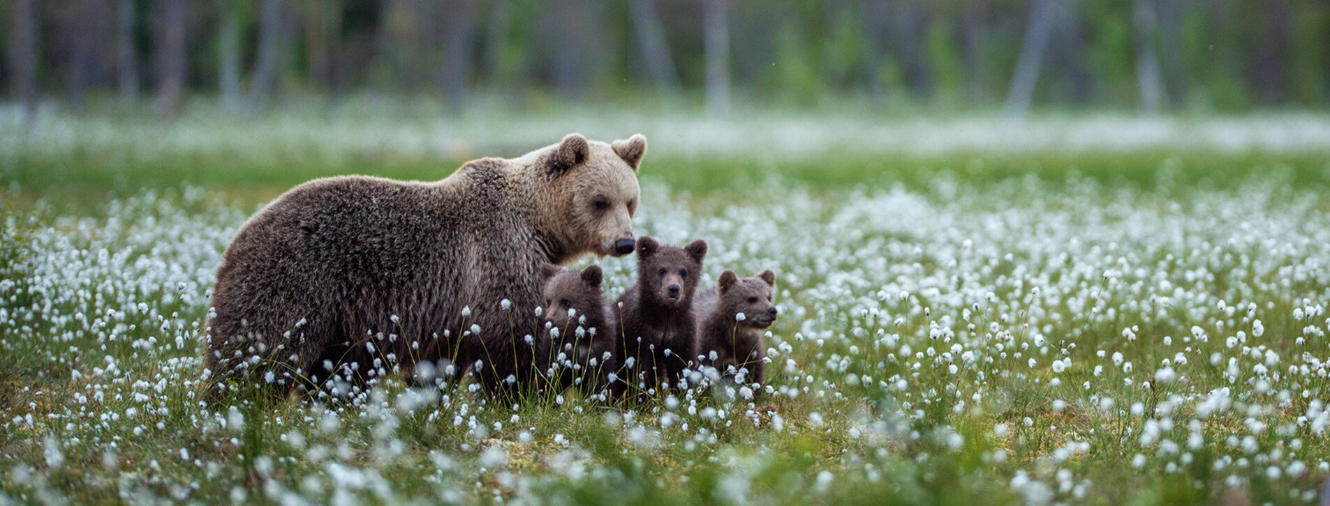 Фото 1 - Индивидуальная семейная экскурсия в медвежий приют